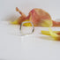 a square Silver ring with engraving on the surface on a white background with pink flower petals